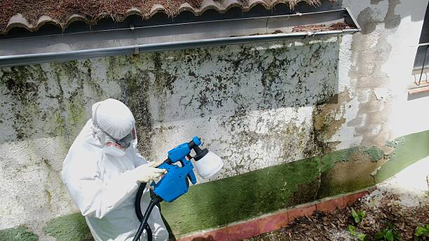 Top rated local Mold Cleanup specialists in Free Soil, MI